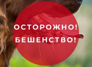 Осторожно бешенство!