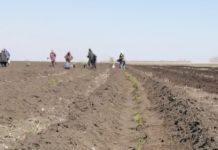 Еще одно лесничество Алтайского края присоединилось к Международной патриотической акции «Сад памяти»