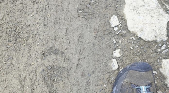 В Алтайском крае вновь заметили следы медведя